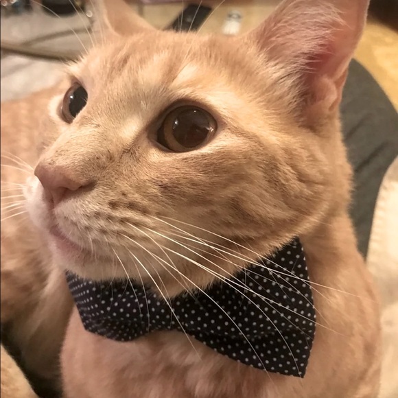 Pet Polka Dot Bow Tie Collar - Picture 4 of 9